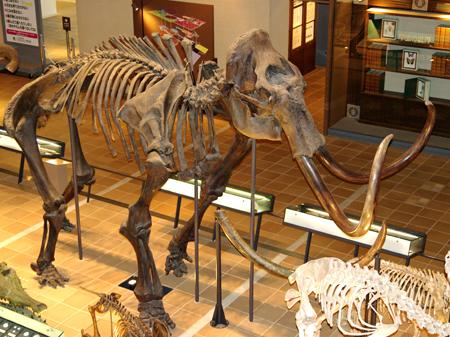 マンモスイメージ